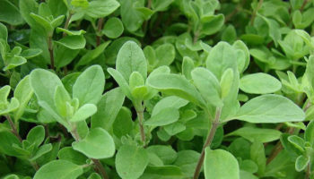 marjoram