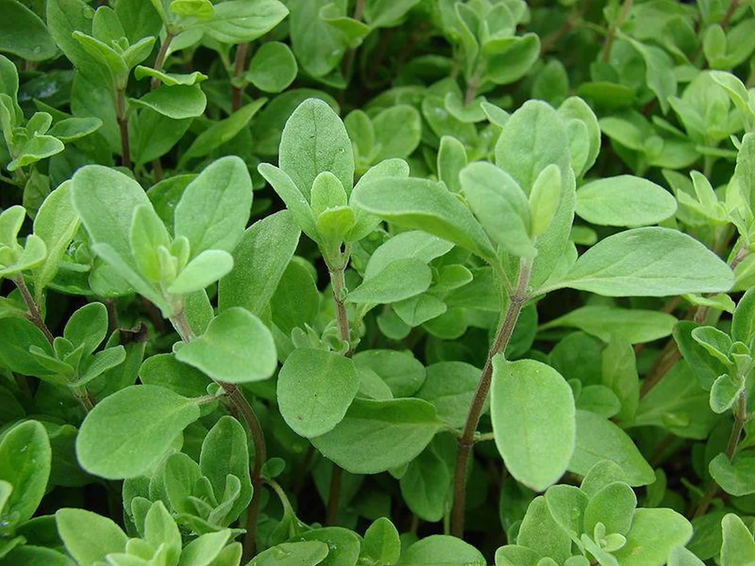 Marjoram - Marjoram Essential Oil Uses & Potential Health Benefits