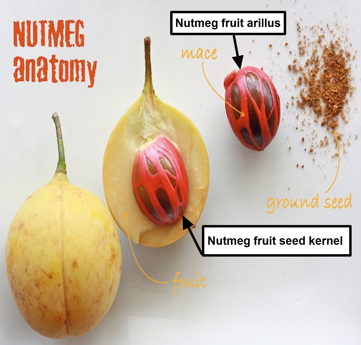 Fruit Anatomy. Яйца фрукты анатомия. Nutmeg Страна бренда.