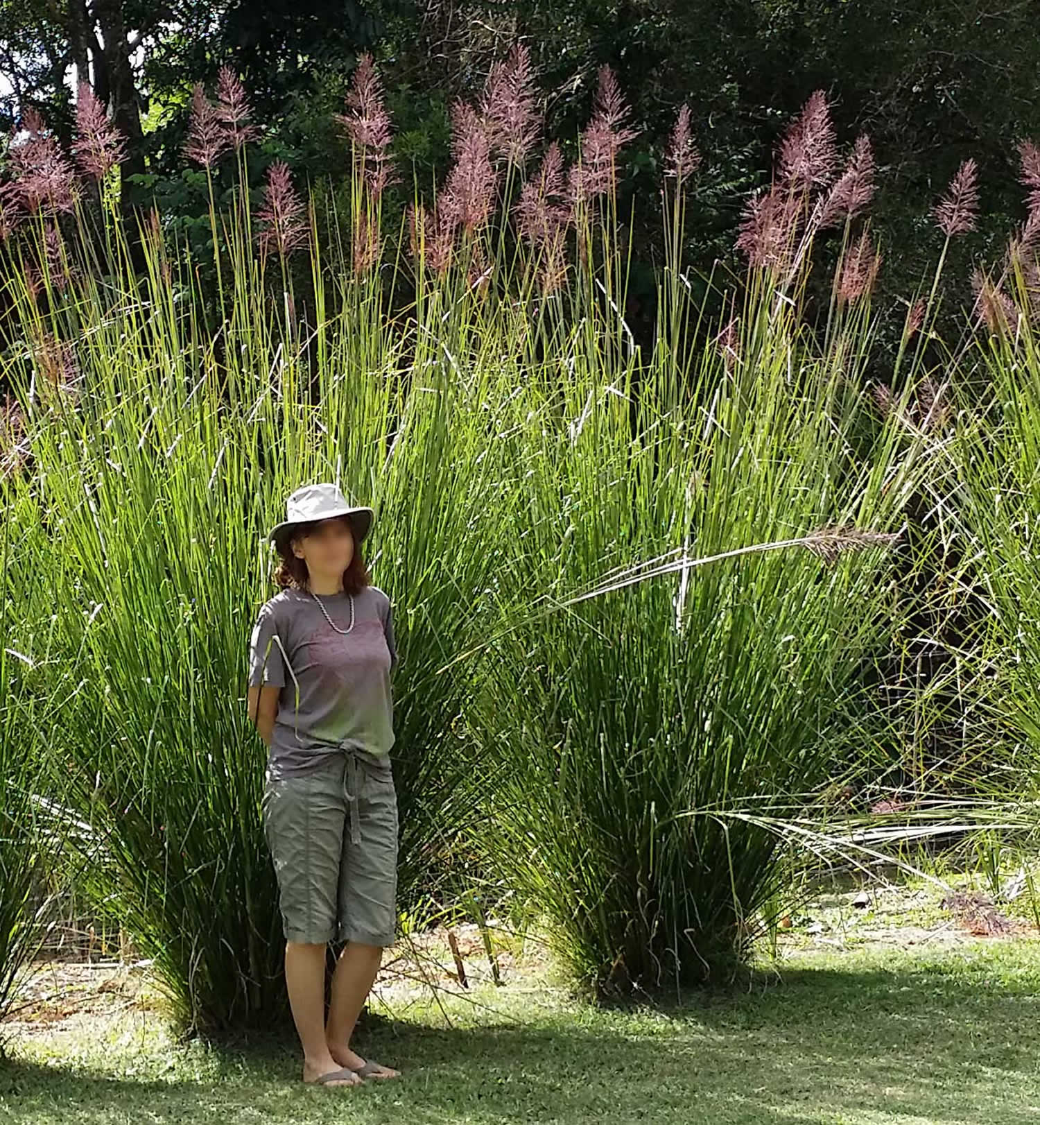 vetiver grass