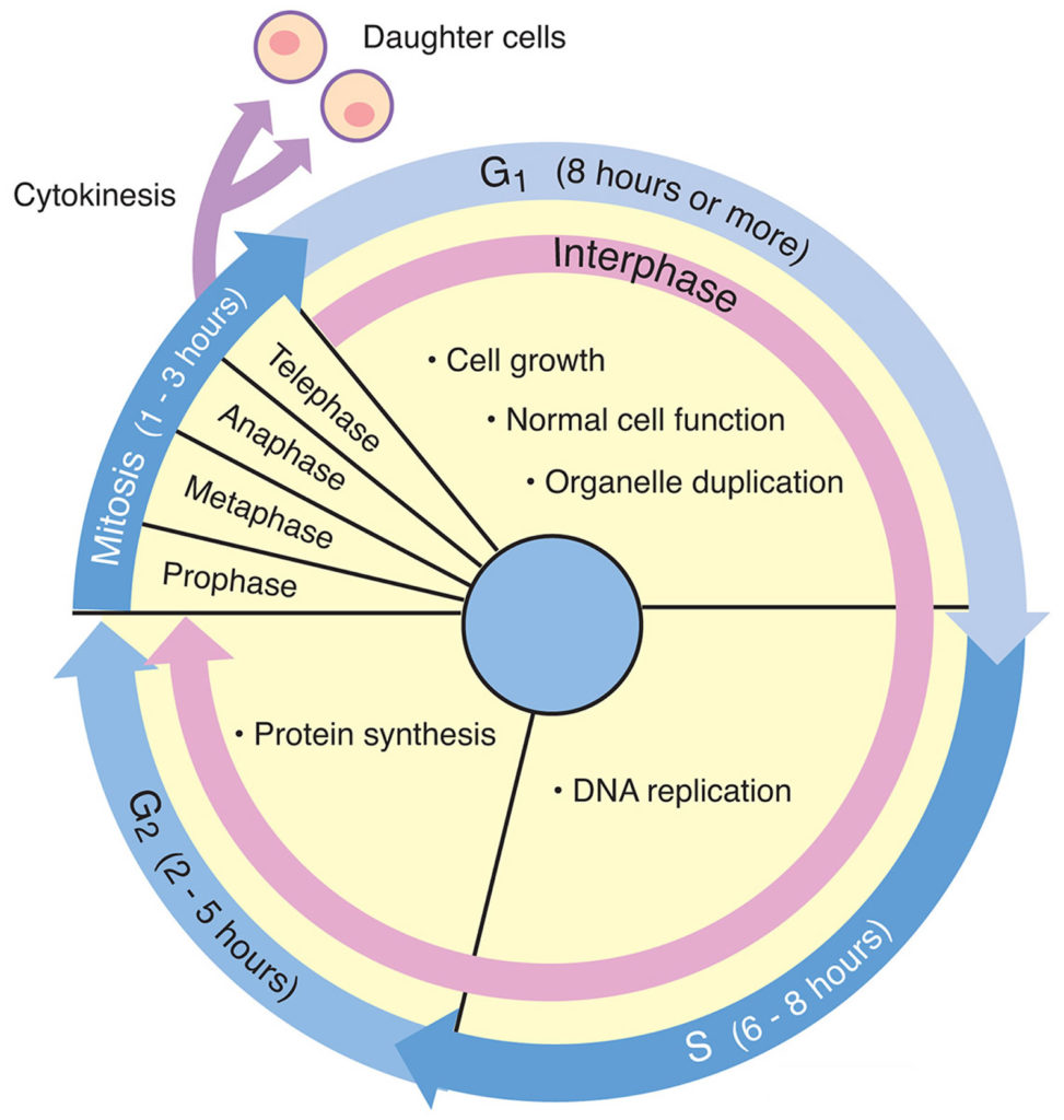 Drugs, How Chemo Work and Side Effects Biology Diagrams
