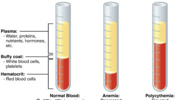 hematocrit