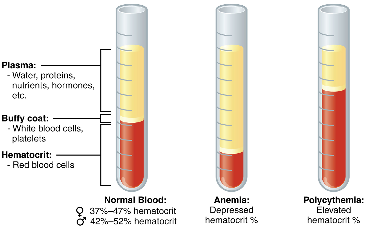Hematocrit Normal Range And Levels Causes Of Low Or High Hematocrit