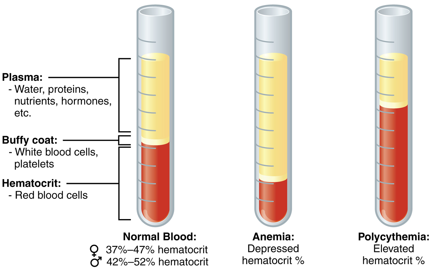 hematocrite-basse