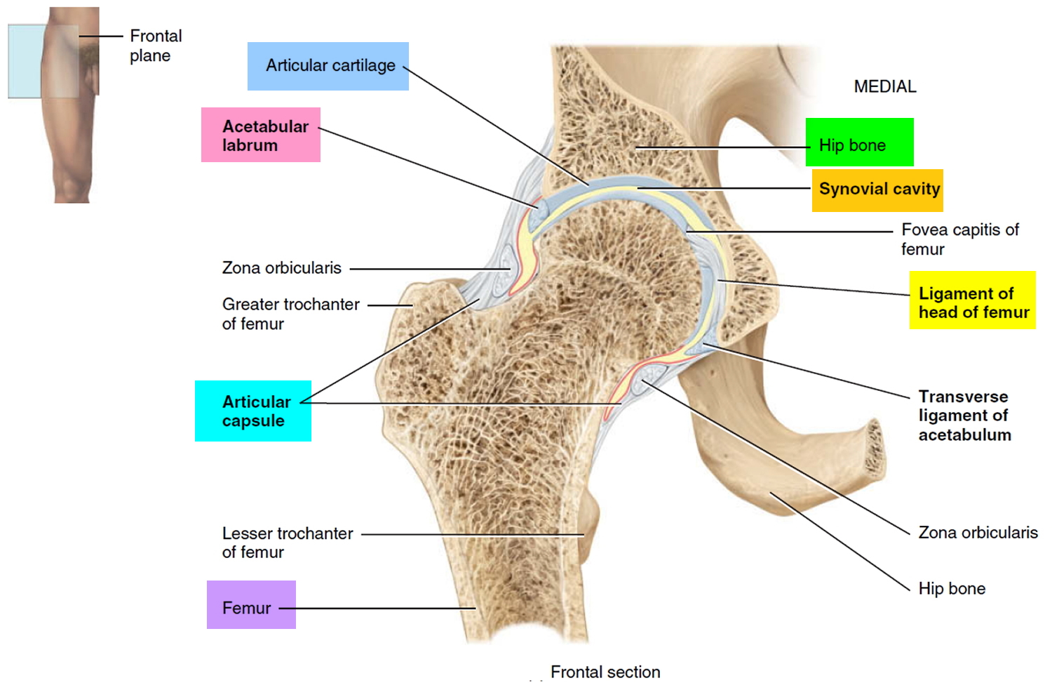 hip joint anatomy