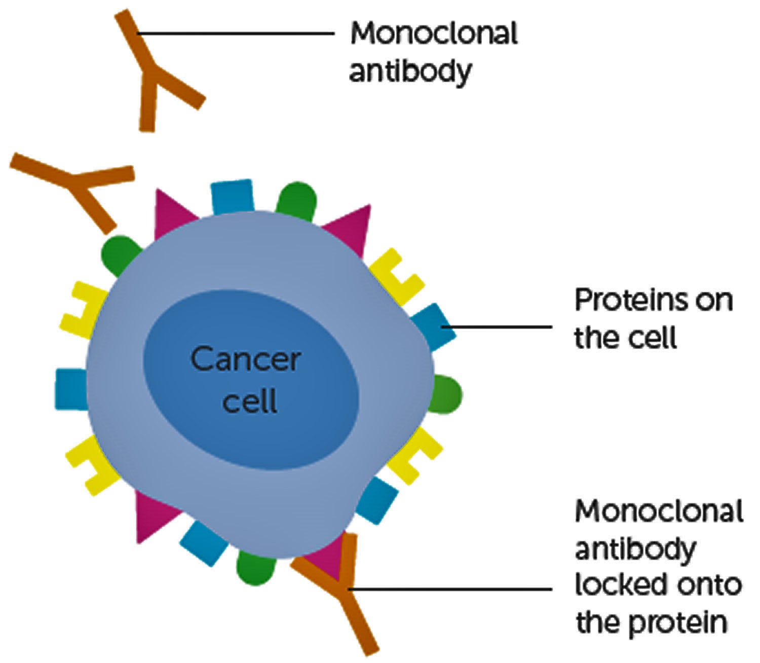 how monoclonal antibodies treat cancer