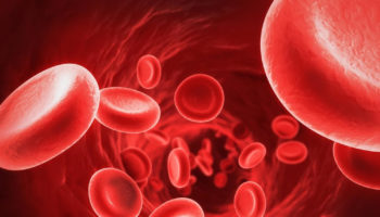mchc blood test