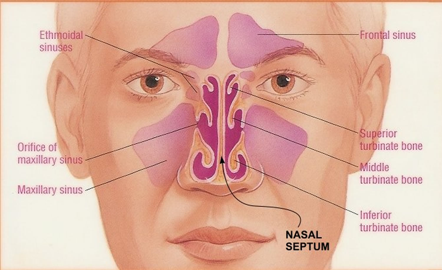 Septoplasty Surgery Recovery Time Complications