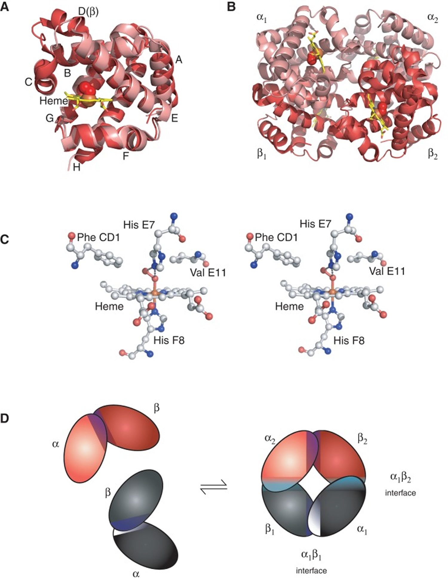 Structure of hemoglobin