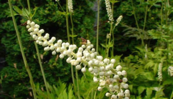 Black cohosh
