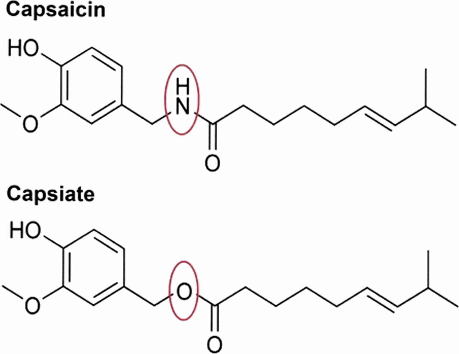 Chemical structures of capsaicin and capsiate