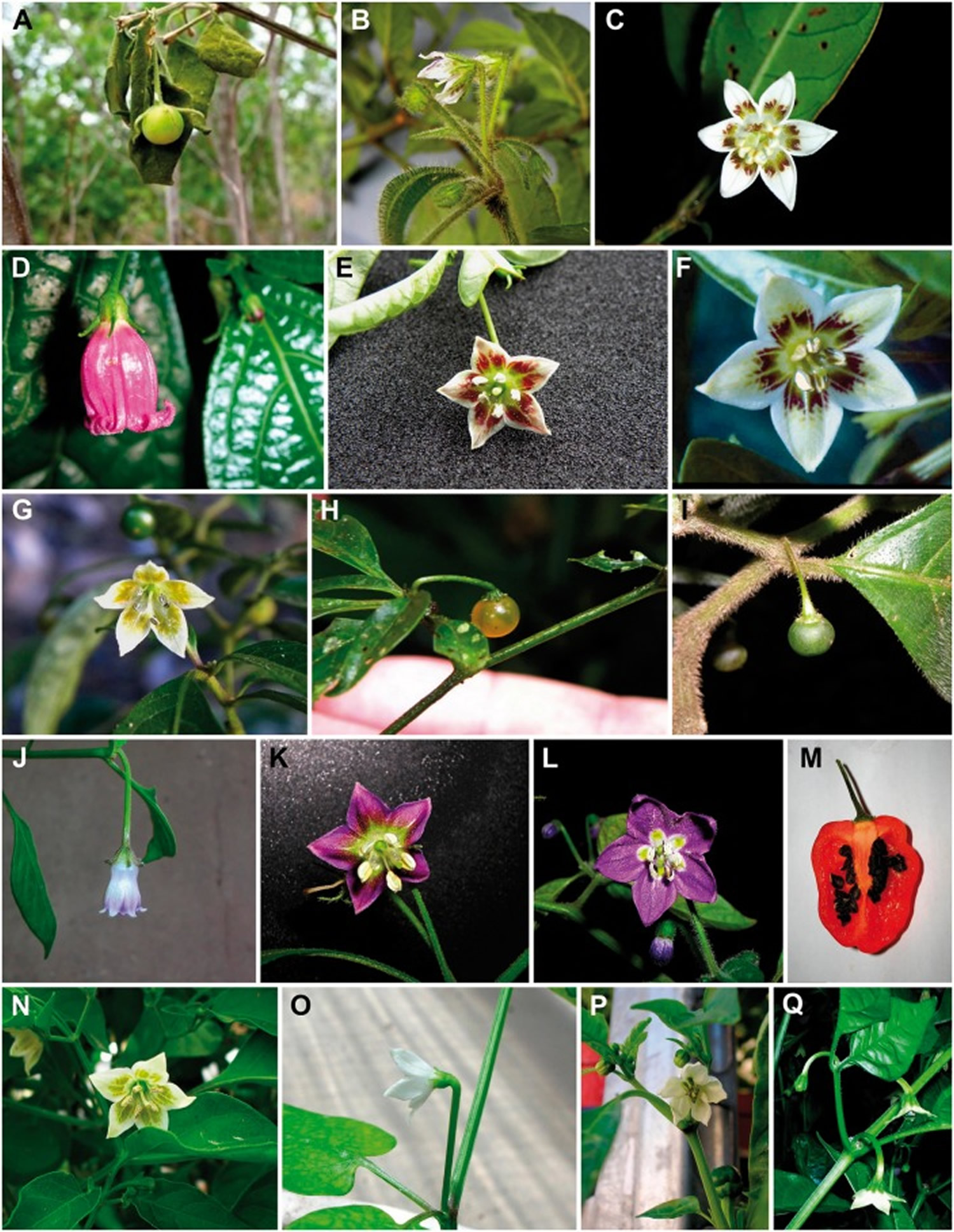 Flowers and fruits of the Longidentatum capsicum