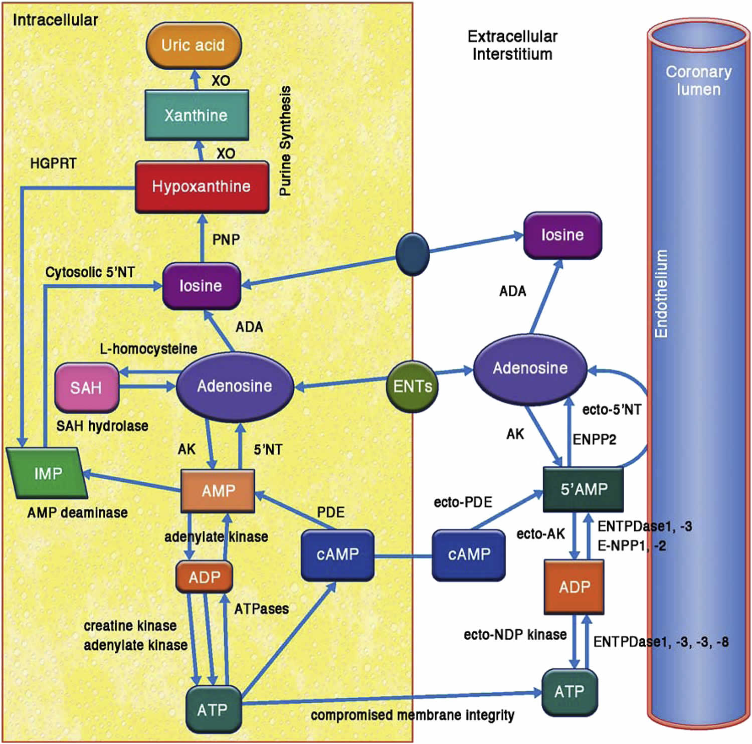 adenosine-uses-how-does-adenosine-work-and-side-effects