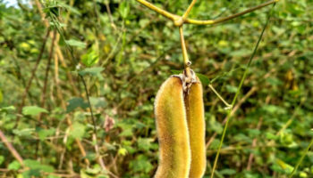 Mucuna pruriens