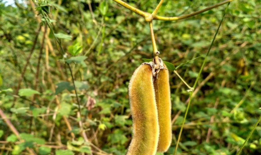 Mucuna pruriens