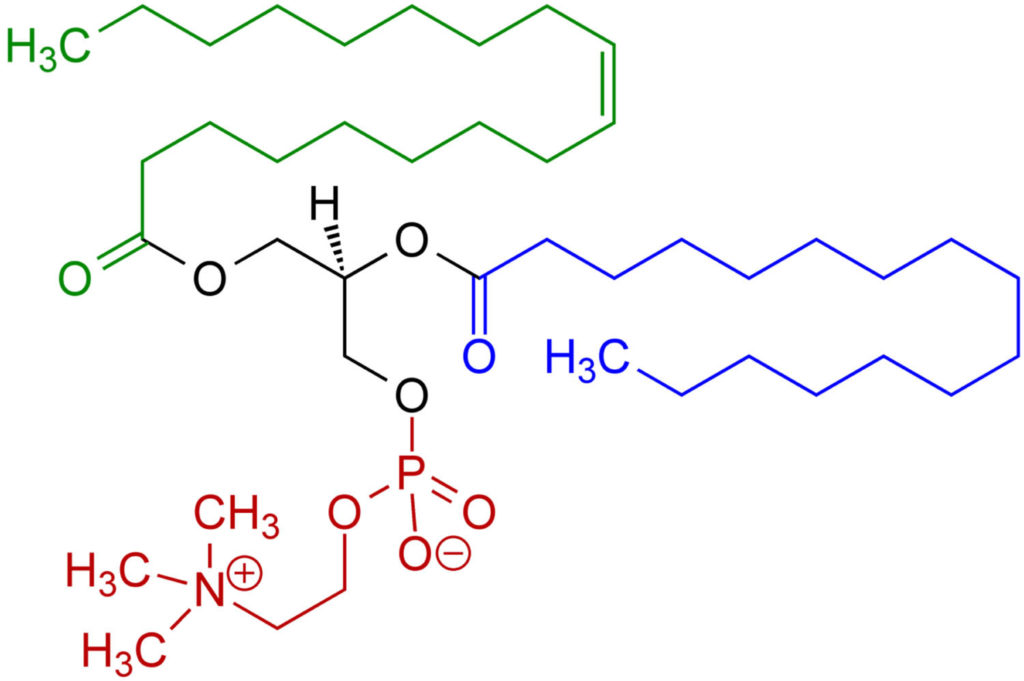 Phosphatidylcholine - Side Effects, Phosphatidylcholine Vs Choline