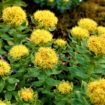 Rhodiola rosea