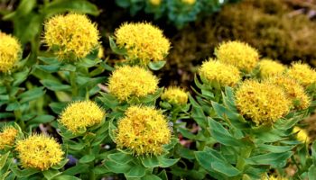 Rhodiola rosea