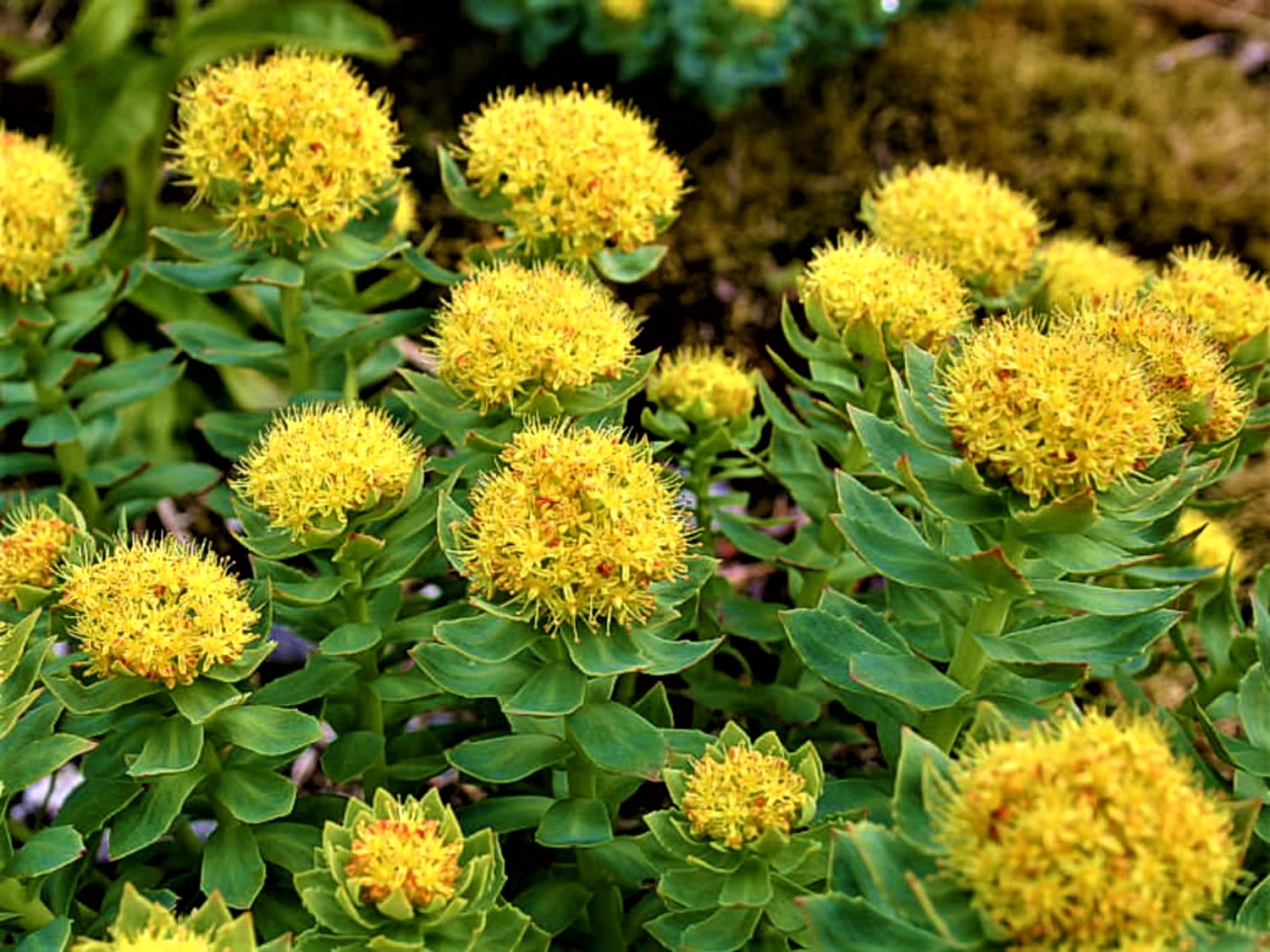 Rhodiola rosea