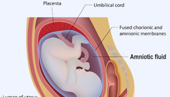 amniotic fluid