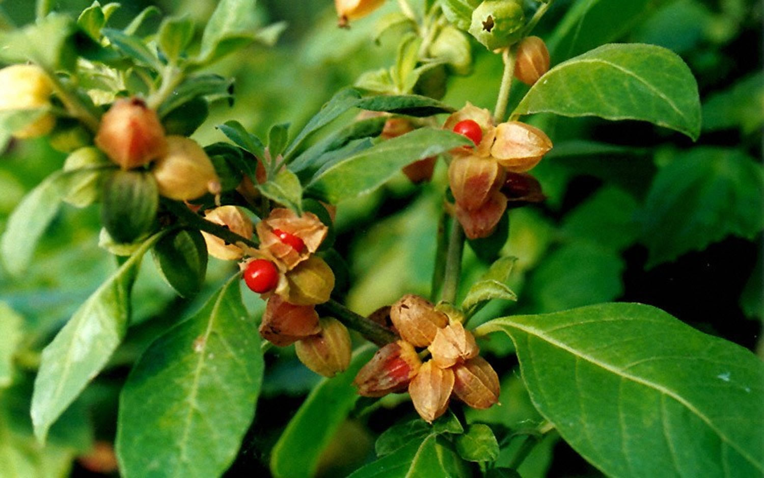 Ashwagandha Extract Uses, Side Effects, Potential Toxicity