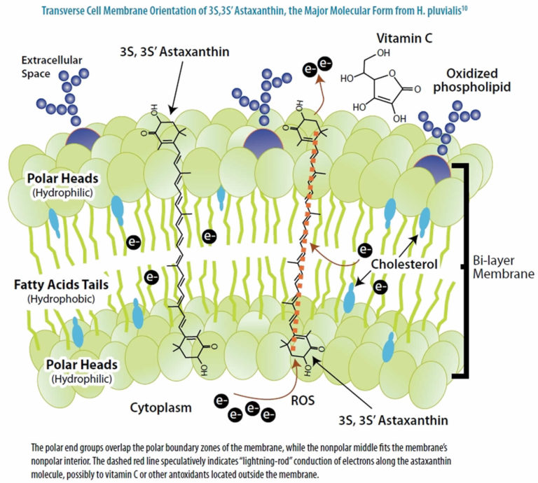 Astaxanthin - Health Benefits, Dosage, Side Effects