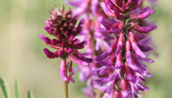astragalus