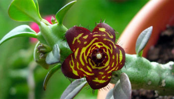 caralluma-fimbriata