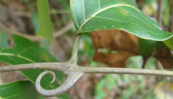 cat’s claw