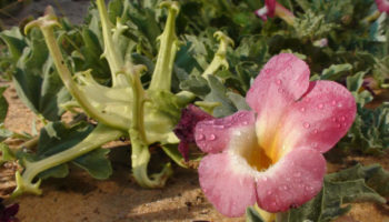 devil’s claw