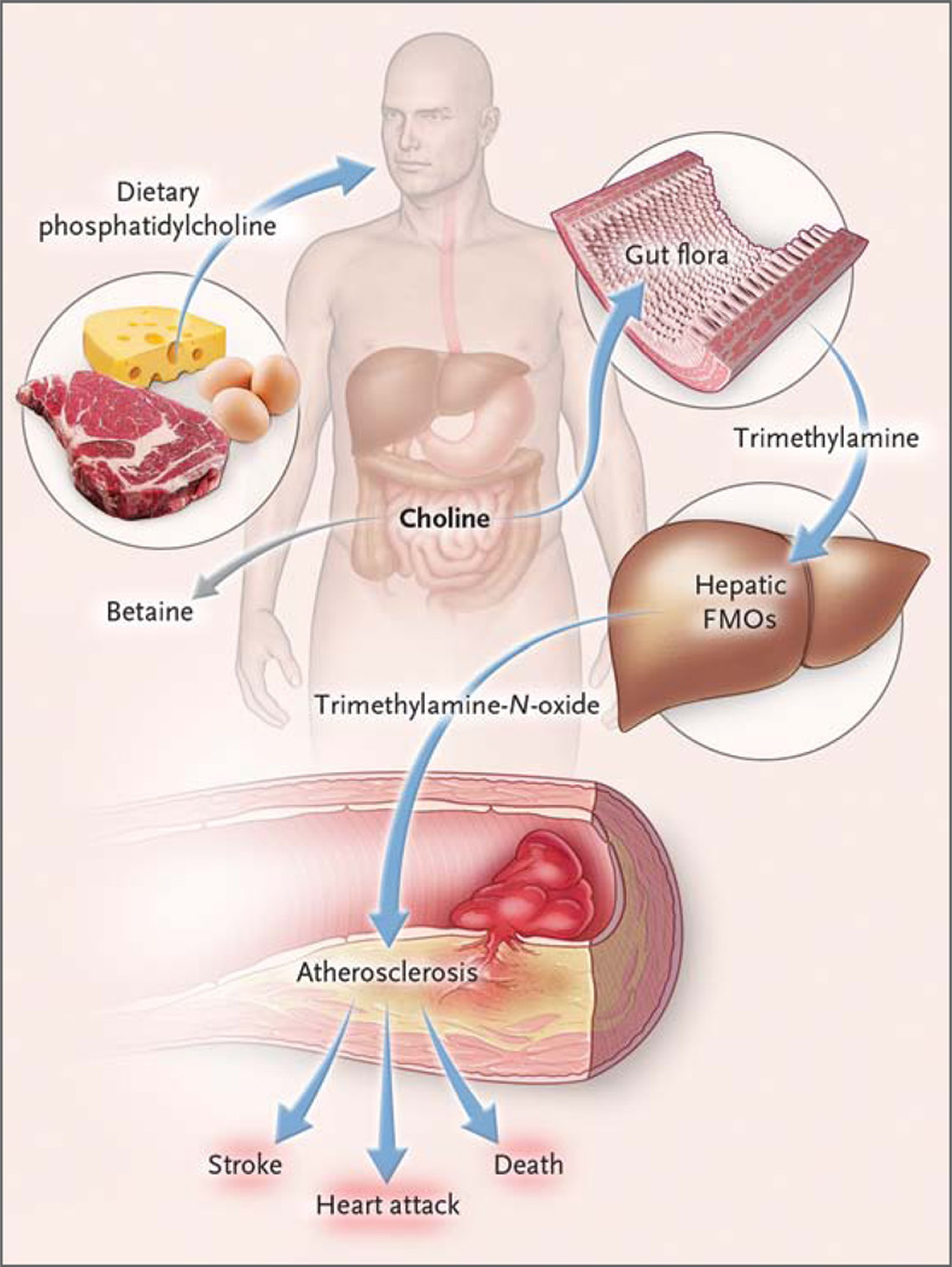 dietary-phosphatidylcholine-and-cardiovascular-diseases