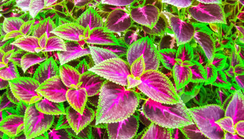forskolin