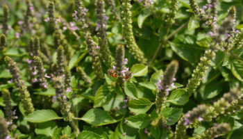 holy basil