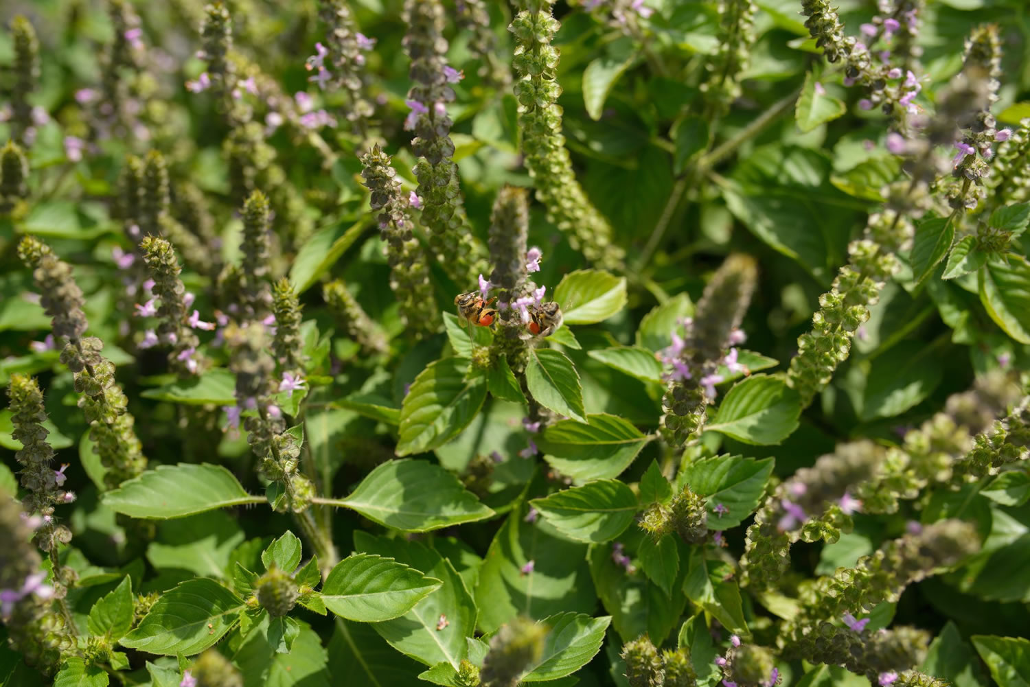 Holy Basil Benefit Uses And Holy Basil Side Effects