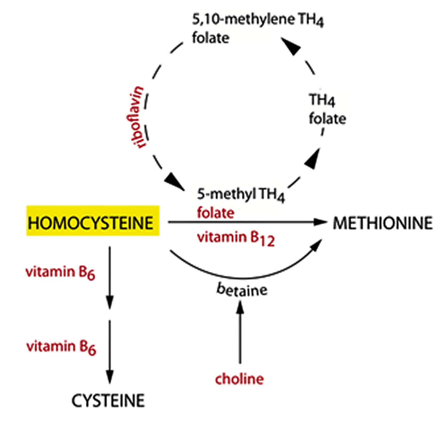 Гомоцистеин биохимия. Гомоцистеин. Фолат гомоцистеин. Homocysteine metabolism. Метаболизм метионина.