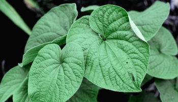 kava