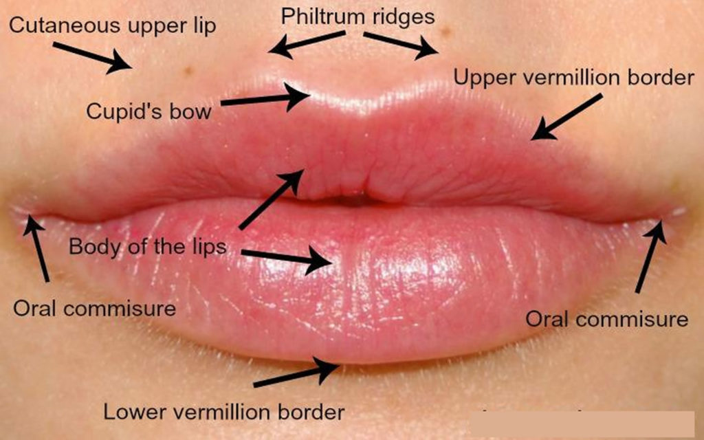 Lip Injections Lip Augmentation Types Of Lip Dermal Fillers Safety