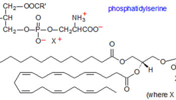 phosphatidylserine