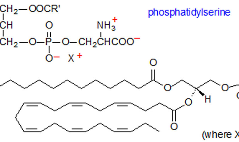 phosphatidylserine