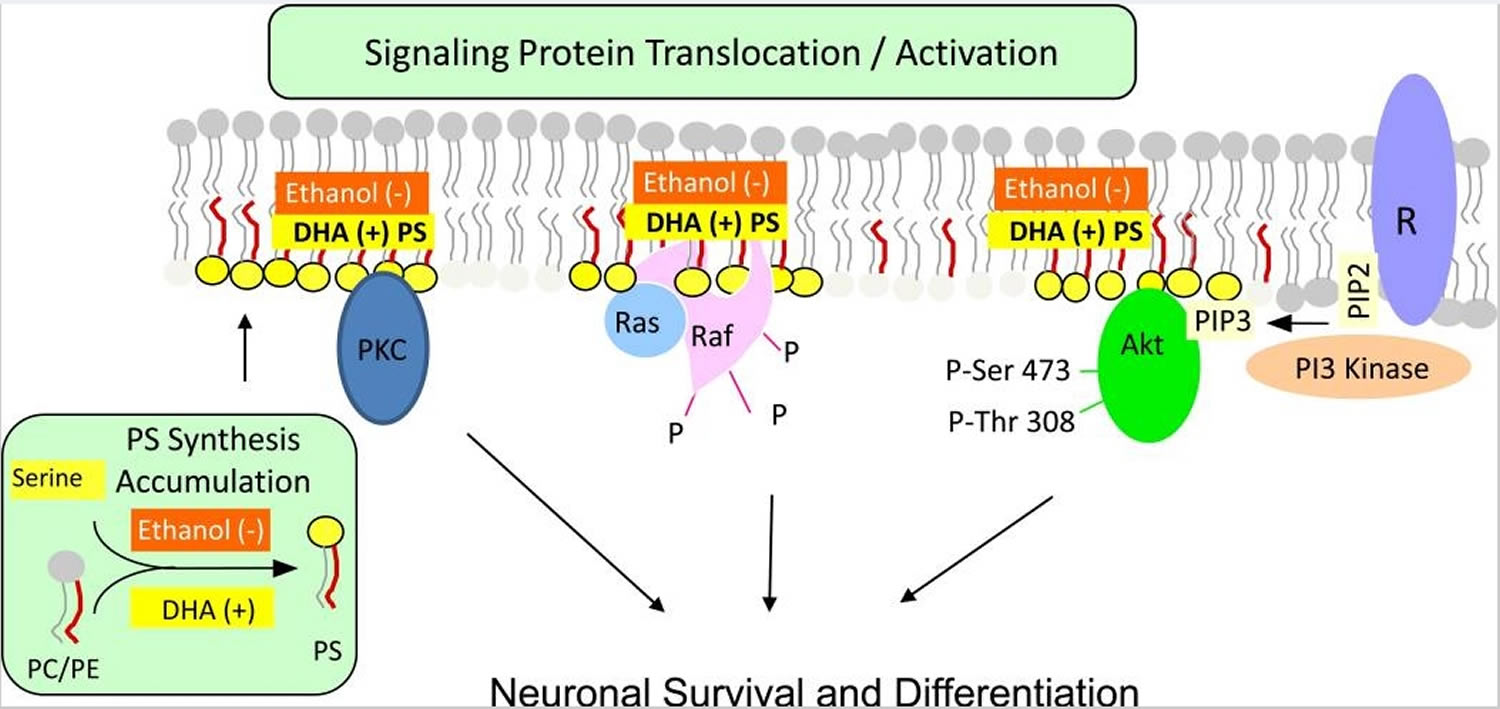 Phosphatidylserine facilitating activation of neuronal signaling