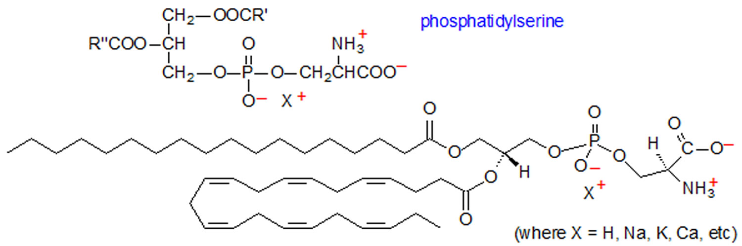 phosphatidylserine