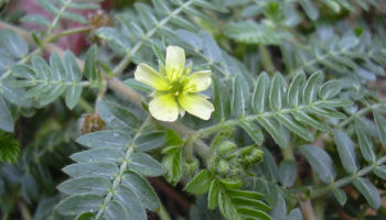 tribulus terrestris
