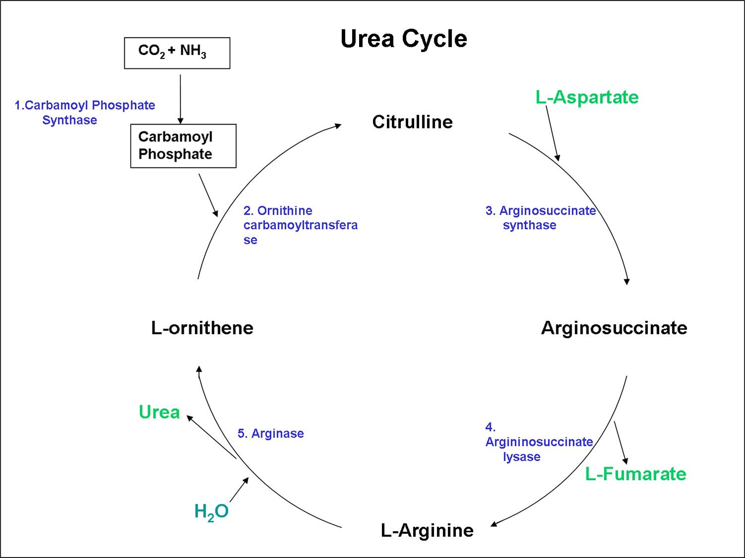Urea cycle