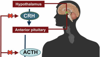 ACTH
