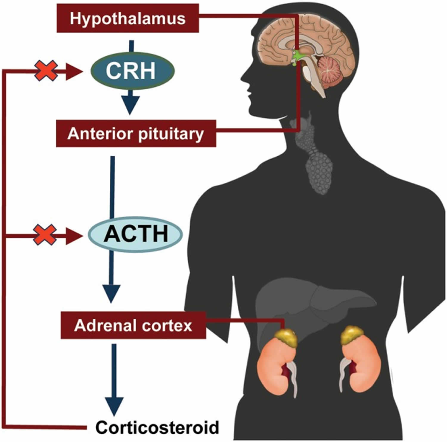 ACTH hormonu eksikliğinde ne olur?