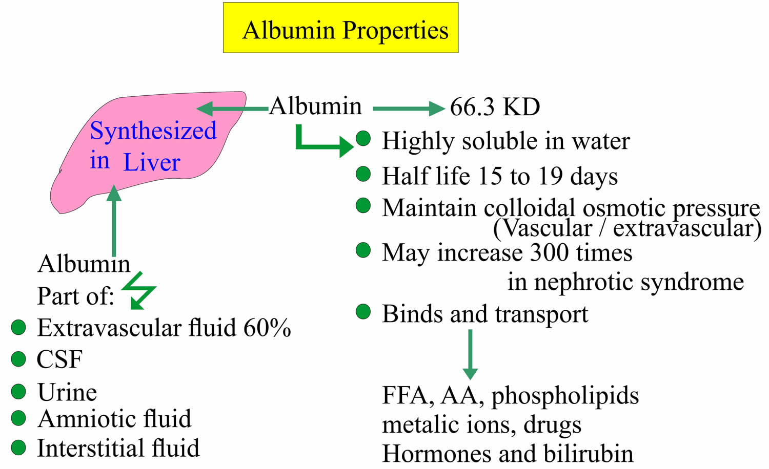 Albumin function, albumin levels and causes of high or low albumin levels