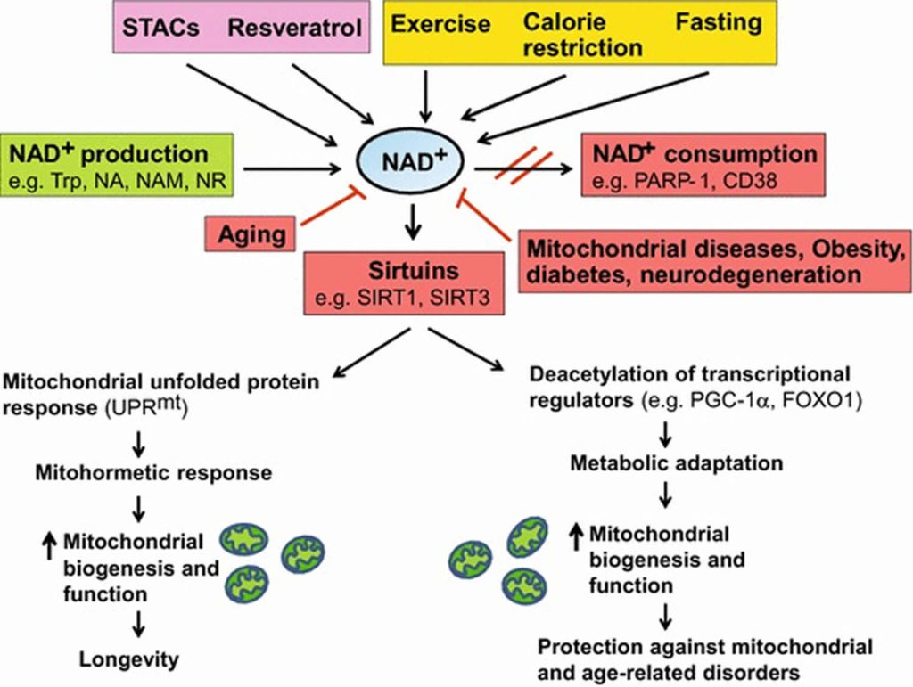 NADH Reviews - What Is The Function of NADH In Your Body