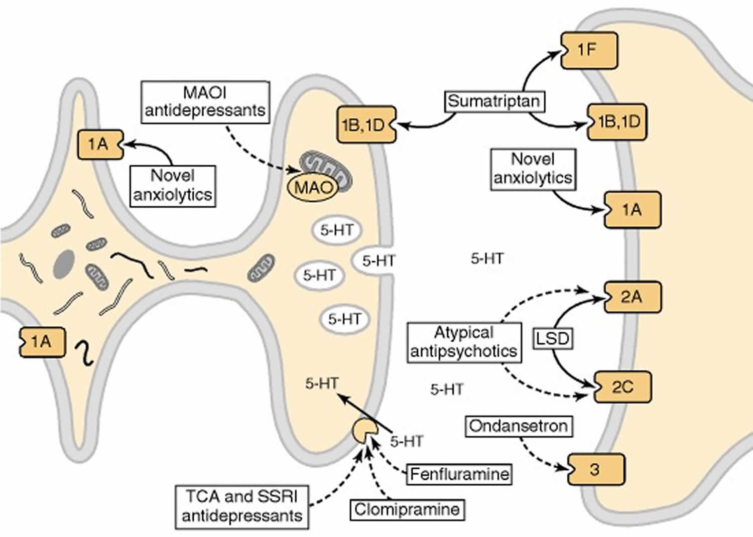 Рецептор 5. 5ht рецепторы локализация. Serotonin receptors. Ондансетрон механизм действия. Serotonin mechanism.