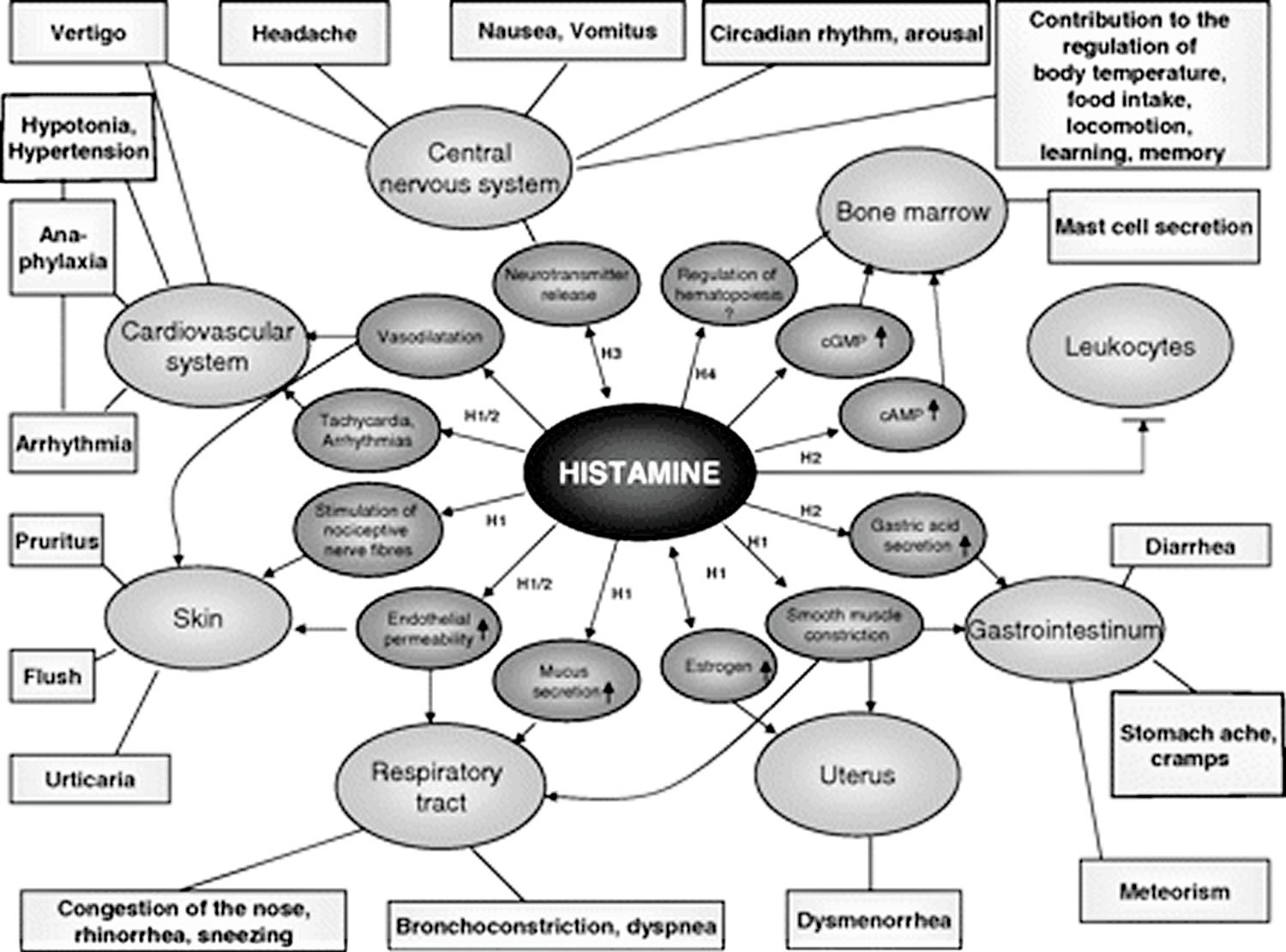 Histamine effects