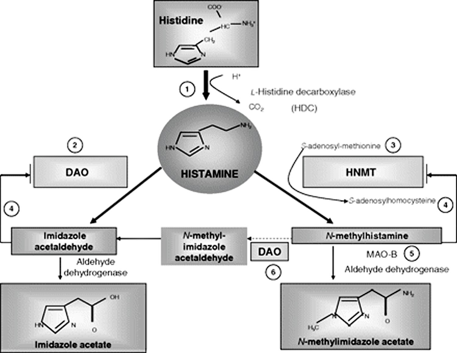 Histamine metabolism